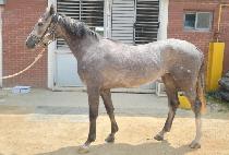 �����ǲ� (ORAUI KKUM ) ����