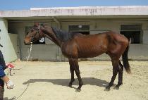 ��Ŭ�������� (ECLIPSE BLACK) ����