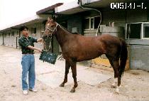 ������ (JENG JENG I) ����