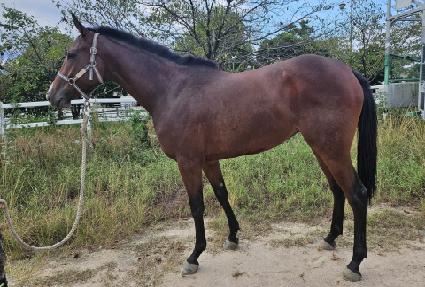 ������ ����