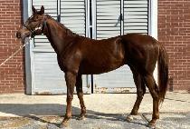 �긮������ (BREEDO SHOOTER) ����