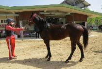 ���ϵ����� (WILD WHIZ) ����