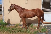 ������� (YONGBI LEGEND) ����