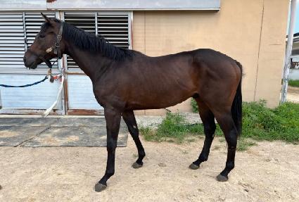 ��ŰƮ�� ����