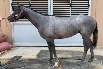 ������ ����