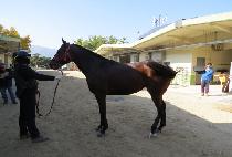 �������� (NAOL HUNTER) ����