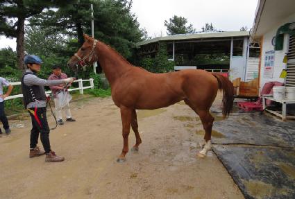 Ȳ�̸� ����