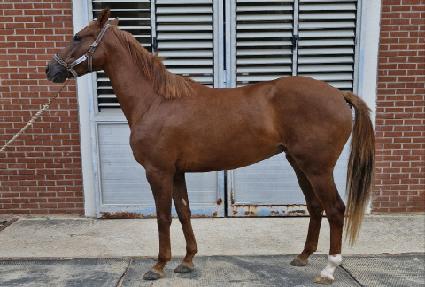 è���ǽô� ����