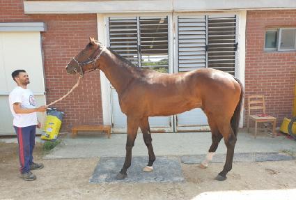 ������� ����