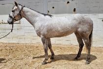 �ݾƵ��̳�Ʈ (GEUMA DOMINANT) ����