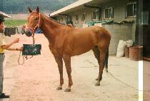 �ư� (A GAEK) ����