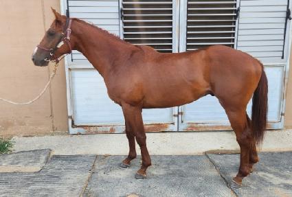 �÷���� ����