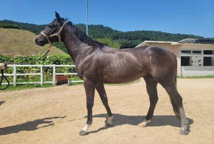 ����ŷ ����