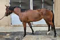 ������ī�� (WONDER MOCCASIN) ����