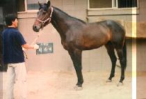 �ٶ�� (BAERAMI) ����