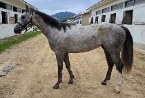 ����ī (STUKA) ����