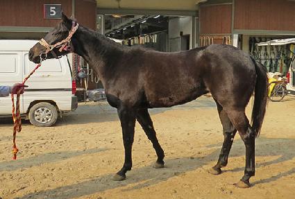 ��뽺ī�� ����