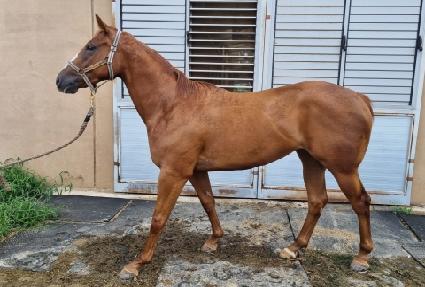 �׸�ġ�� ����