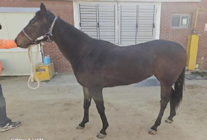 ������ ����