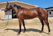 ���Ի��¾� (TOHAMSAN TAEYANG) ����