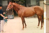 ������ (RUNWAY) ����