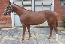 ���̾���� (LION MAGIC) ����