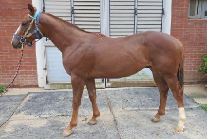 ���̾���� ����