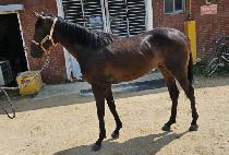 ���ֽ��� (JEJU STONE) ����