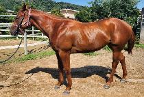 ���̷��� (HIGH LEVEL) ����