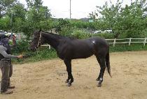 ��Ű��õ (LUCKY BUNCHEON) ����