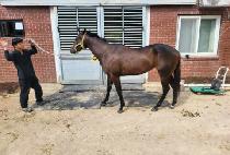 ���ǵ���� (SPEED THIEF) ����