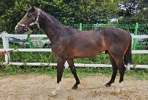 ������ȭ (BURUI PYEONGHWA) ����