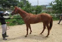 �����ǽ�ī�� (YEONGGWANGUI SKY) ����