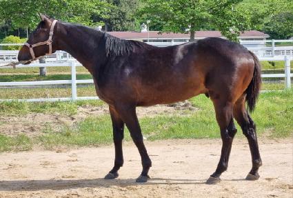 ���������� ����