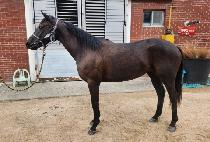 �Ŀ�ŰƼ (POWER KITTY) ����