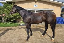 ���ǽ��� (BURUI SINJEON) ����