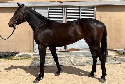 ����÷��� ����