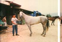 �޼��� (GOOP SON MOO) ����