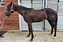 �긮���̶�Ŭ (BREEDO MIRACLE) ����