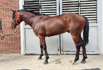 ���� (SEINE GANG) ����