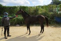 ��ŷŸ�� (THE KING TIME) ����