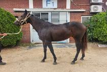 ��� (EOKSAE) ����