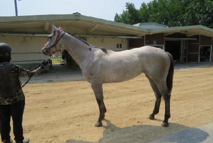 ������ ����