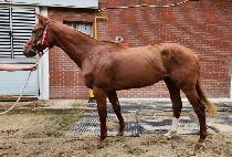 ���̽����� (RACE MARINE) ����