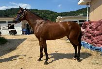 ���ν�Ÿ (MAIN STAR) ����