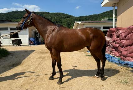 ���ν�Ÿ ����