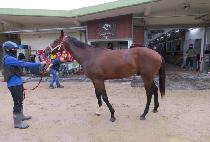 �׷����� (GRAND GOLD) ����