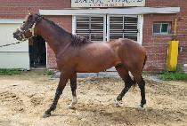 ������Ÿ (SEKWANG STAR) ����