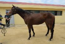 ����Ʈ���� (SAINT WINNER) ����