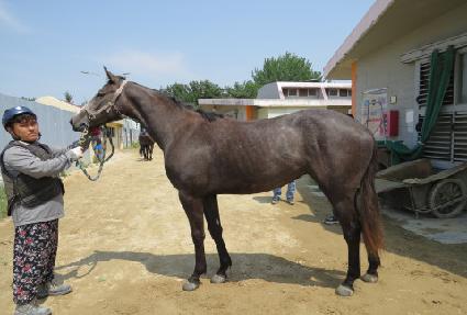 �����̾� ����